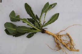 板蓝根烘干工艺流程与操作要点：根茎类药材控温干燥全流程解析