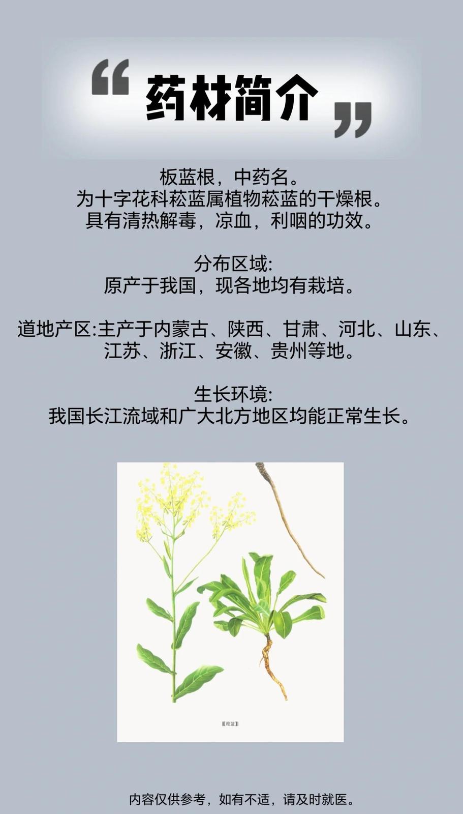 板蓝根烘干成品