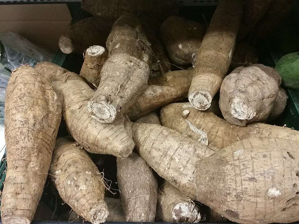 鲜葛根
