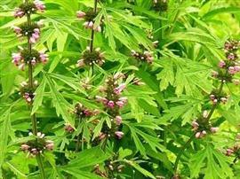 益母草烘干设备选型指南