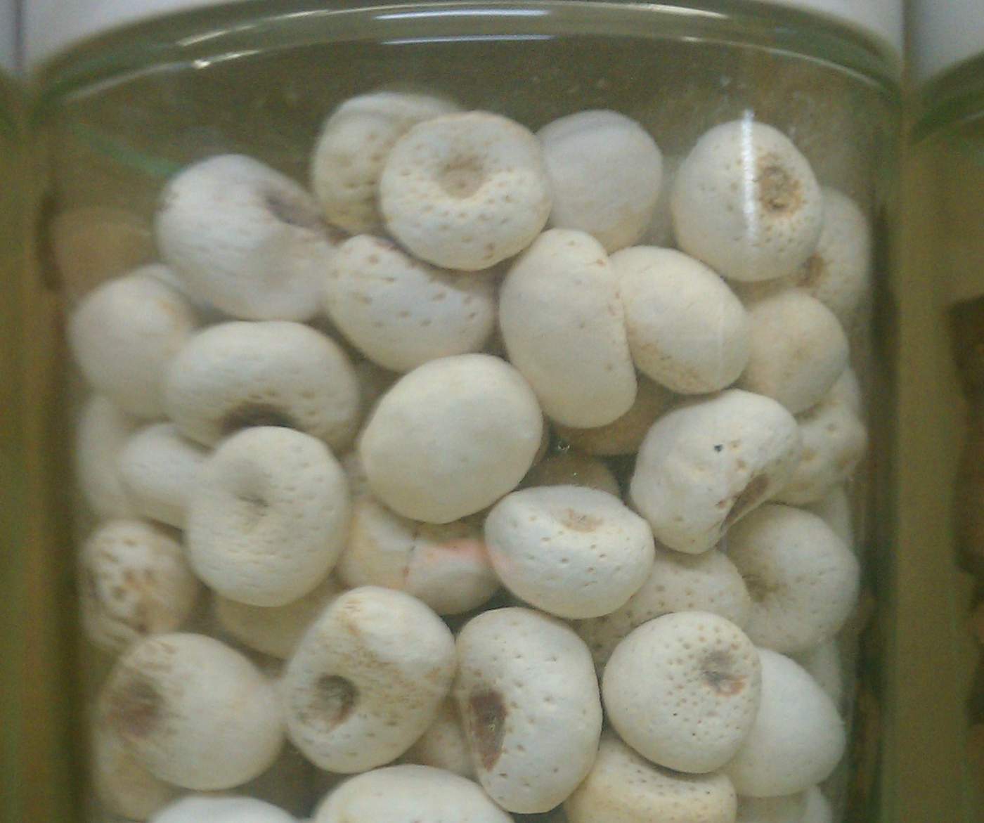 烘干后的半夏块茎