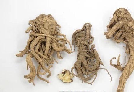 独活干燥根药材
