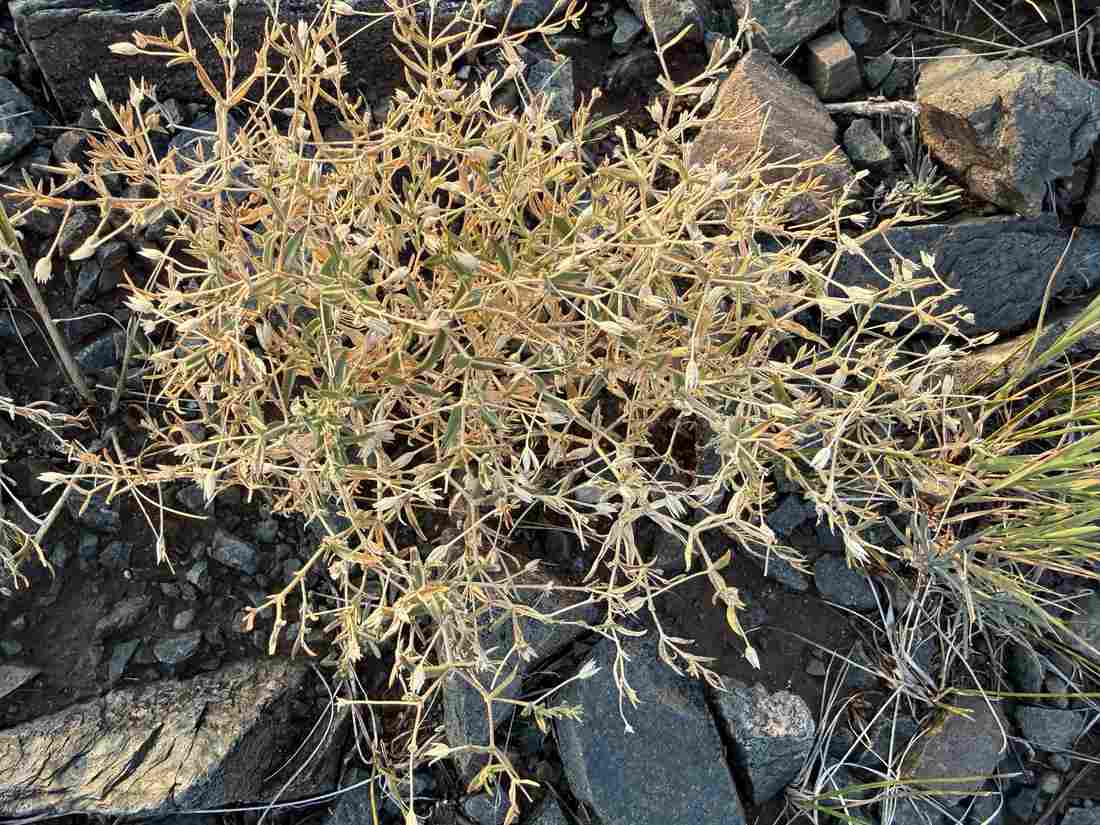 干燥银柴胡根及干枯植株形态