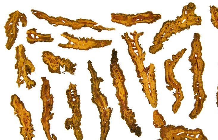 烘干黄连药材