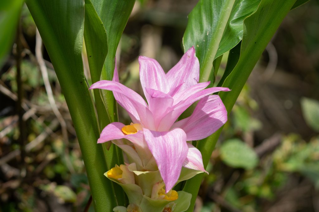 新鲜郁金根茎药材