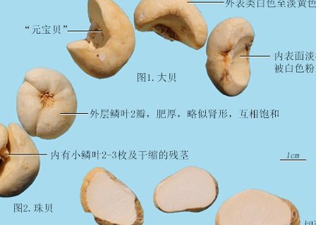 浙贝母干燥鳞茎